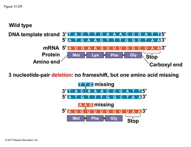 Three-nucleotide deletion: loss of one amino acid, no frameshift