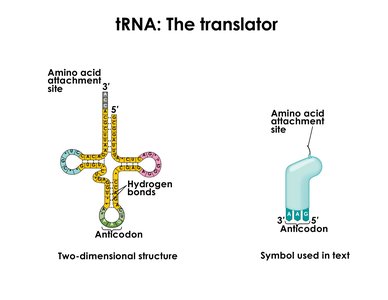 tRNA structure: two-dimensional and symbolic representation
