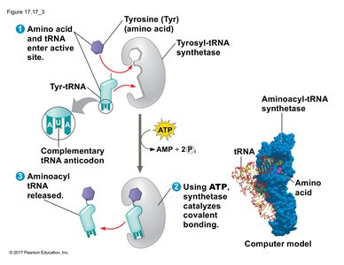 Aminoacyl-tRNA synthetase charging tRNA with amino acid