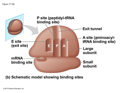 Ribosome structure with A, P, and E sites