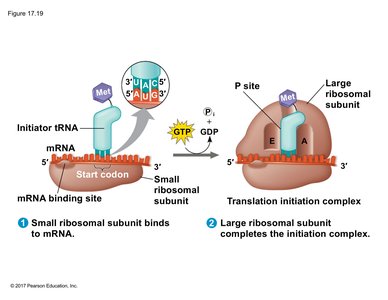 Translation initiation: assembly of ribosome and initiator tRNA at start codon