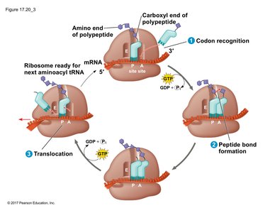 Elongation cycle: codon recognition, peptide bond formation, translocation