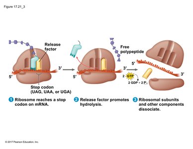 Termination of translation: release factor, polypeptide release, ribosome dissociation
