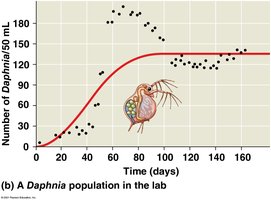 Logistic growth in Daphnia