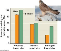 Trade-off between brood size and parental survival in kestrels