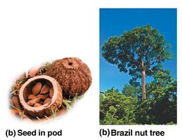 Brazil nut tree and seeds