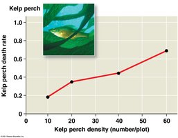 Kelp perch death rate and density