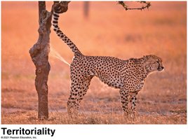 Territoriality in cheetahs
