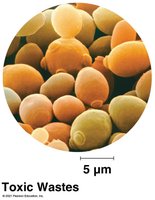 Toxic wastes in yeast