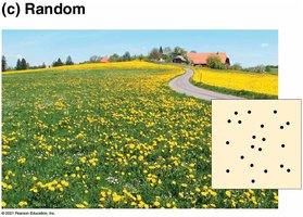 Random dispersion of dandelions