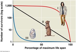 Three types of survivorship curves