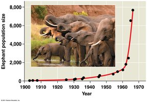 Exponential growth of elephants in Kruger National Park