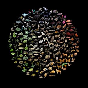 Diversity of multicellular eukaryotes including animals, plants, fungi