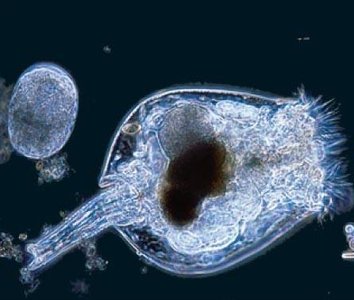 Rotifer example