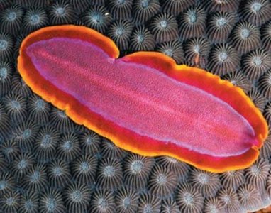 Platyhelminthes example