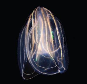 Ctenophore example