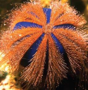 Cnidarian example