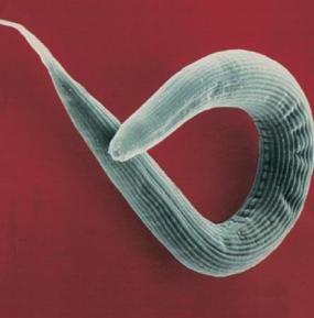 Nematode example