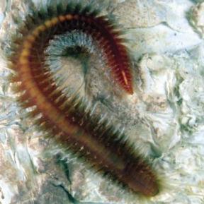 Annelid example