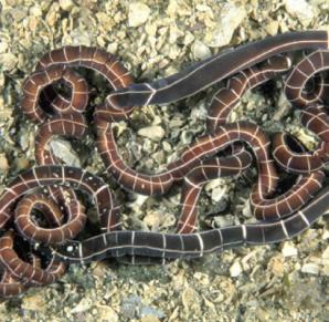 Platyhelminthes example