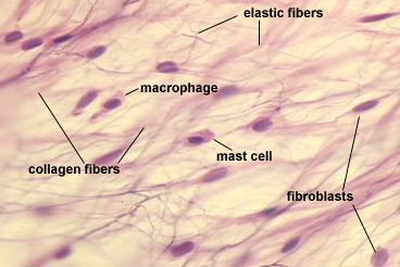 Diagram of connective tissue types