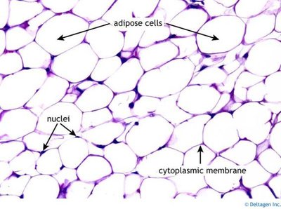 Adipose tissue micrograph