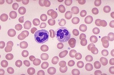 Blood tissue micrograph