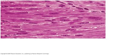 Smooth muscle micrograph