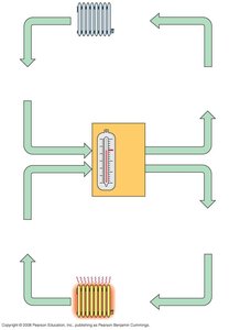Feedback loop diagram for homeostasis