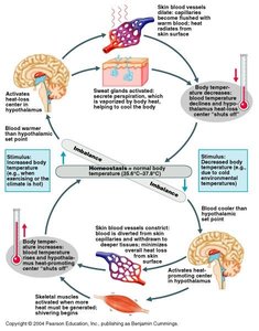 Homeostatic regulation of body temperature