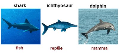 Convergent evolution in shark, ichthyosaur, and dolphin