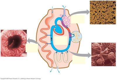Diagram of organ systems involved in exchange with the environment