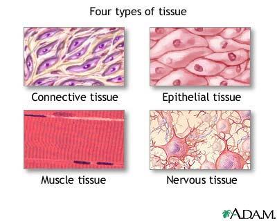 Four types of animal tissue