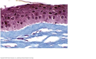 Stratified squamous epithelium