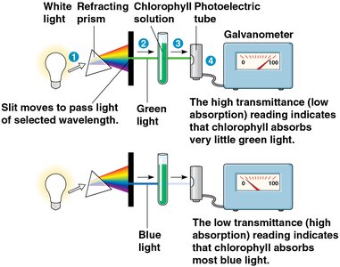 Spectrophotometer setup for measuring pigment absorption