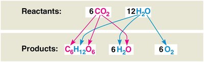 Tracking atoms through photosynthesis