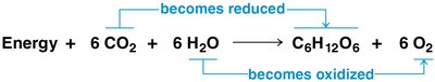 Photosynthesis as a redox process