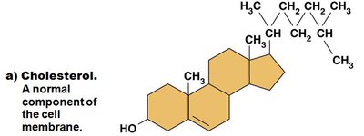 Cholesterol molecule showing the steroid nucleus