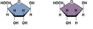 Structures of deoxyribose and ribose monosaccharide sugars