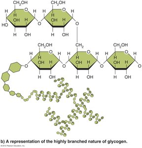 Representation of highly branched polysaccharide, glycogen