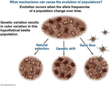 Diagram showing mechanisms of evolution: natural selection, genetic drift, and gene flow in beetle populations