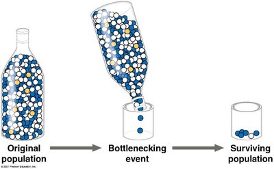 Diagram illustrating the bottleneck effect in population genetics