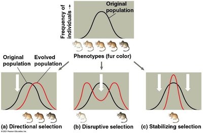 Graphs illustrating directional, disruptive, and stabilizing selection