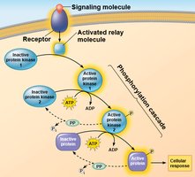 Phosphorylation cascade diagram