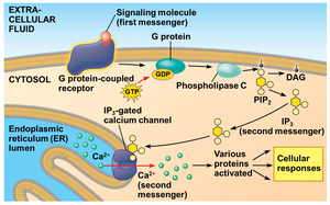 Calcium signaling pathway with second messengers