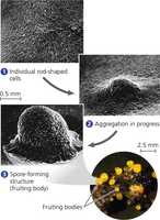 Bacterial cell aggregation and biofilm formation
