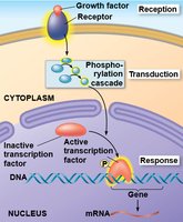 Nuclear response activating a gene
