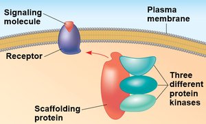 Scaffolding protein increases signaling efficiency