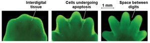 Apoptosis in tissue development