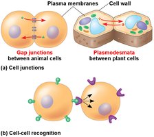 Cell junctions and cell-cell recognition